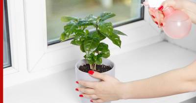Кофейное дерево: как вырастить в квартире тропическое растение - profile.ru