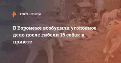 Владимир Бурматов - В Воронеже возбудили уголовное дело после гибели 16 собак в приюте - ren.tv - Россия - Воронеж - Воронежская обл.