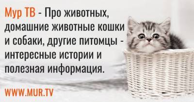 Цветоводам на заметку: комнатные растения, безопасные для кошек. Часть 2 - skuke.net