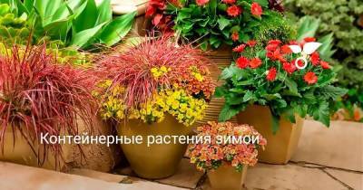 Контейнерные растения зимой - skuke.net