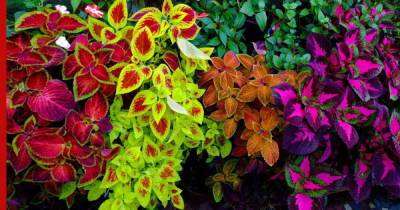 Яркие и красочные: 9 растений, листья которых украсят сад не хуже цветов - profile.ru