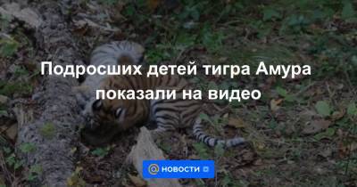 Анна Лысенко - Подросших детей тигра Амура показали на видео - news.mail.ru - Россия - Эмираты