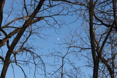 NASA сообщил о переносе миссии на Луну «Артемида I» - ufacitynews.ru