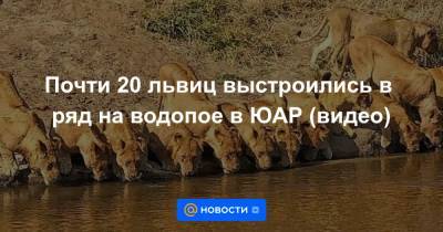 Почти 20 львиц выстроились в ряд на водопое в ЮАР (видео) - news.mail.ru - Юар