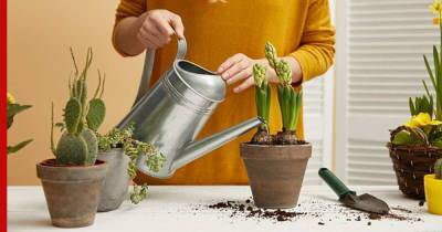 Как быстро освежить комнатные растения: 5 эффективных советов по уходу - profile.ru