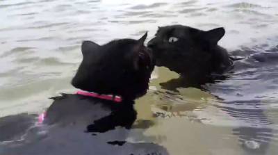 Коты-пловцы охладились в море и покорили интернет (Видео) - belta.by - Белоруссия