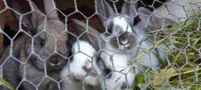 Стая собак разорвала 30 кроликов на ферме в Карелии - stolicaonego.ru - район Лахденпохский - республика Карелия