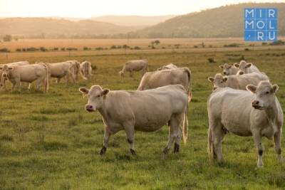 В Дагестане сообщили о снижении поголовья домашнего скота - mirmol.ru - респ. Дагестан