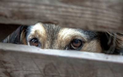 Во Франции - Во Франции договорились принять беспрецедентный закон о защите животных - korrespondent.net - Украина - Франция