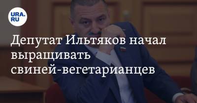 Александр Ильтяков - Депутат Ильтяков начал выращивать свиней-вегетарианцев. Фото - ura.news