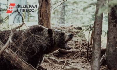 Медведь строит берлогу рядом с кладбищем в тюменском селе - fedpress.ru - Тюмень - район Нижнетавдинский