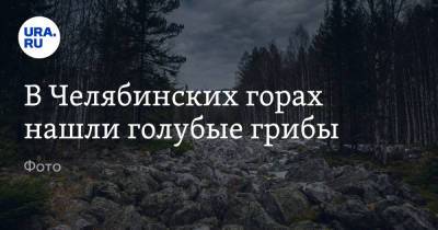 В Челябинских горах нашли голубые грибы. Фото - ura.news - Челябинская обл.