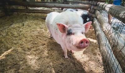 Власти Башкирии обсудили риск заноса африканской чумы свиней в регион - mkset.ru - Башкирия - район Туймазинский