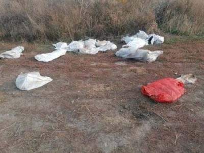 Трупами убитых животных в мешках оказалась завалена окраина Батайска, люди в шоке - privet-rostov.ru - Батайск