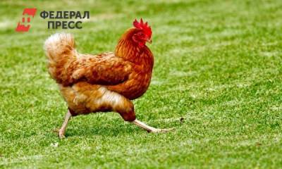 Тюменские власти компенсируют ликвидацию поголовья на Боровской птицефабрике - fedpress.ru - Тюмень - Тюменская обл.