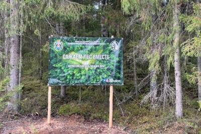 В Новгородской области высадили почти 3300 га леса - mk.ru - Новгородская обл. - Великий Новгород