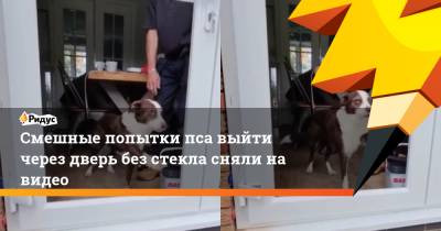 Смешные попытки пса выйти через дверь без стекла сняли на видео - ridus.ru