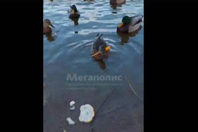 В Петербурге снова обнаружили легендарную утку со стрелой в голове - spb.mk.ru - Санкт-Петербург