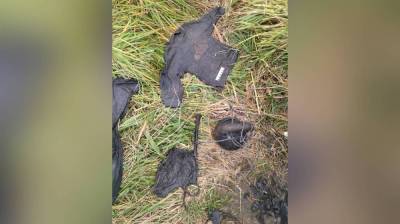 СК обратился к воронежцам из-за выловленного в реке под Питером трупа ребёнка - vestivrn.ru - Ленинградская обл. - Воронеж