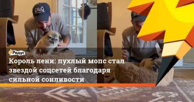 Король лени: пухлый мопс стал звездой соцсетей благодаря сильной сонливости - ridus.ru