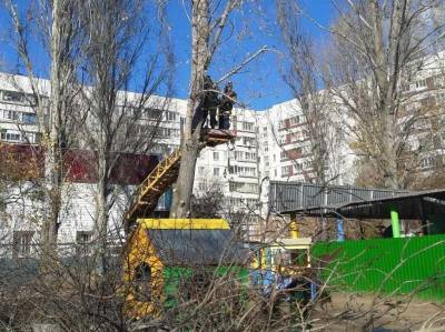 В Ульяновске за прошедшую неделю спилили почти 300 деревьев - ulpravda.ru - Ульяновск - район Засвияжский - район Ленинский, Ульяновск
