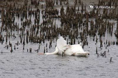 Сергий - В Ульяновской области убили краснокнижных белых лебедей. Правоохранители ищут виновных - ulpravda.ru - Ульяновская