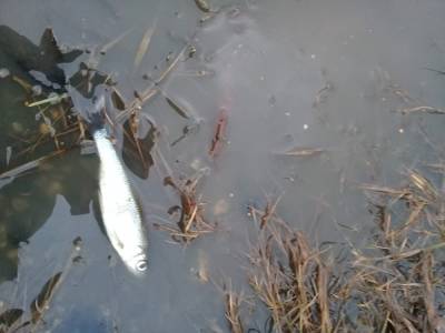 Вода пенится, рыба дохнет. В Троицком районе зафиксировано загрязнение реки Санарка - znak.com - Челябинская обл. - Экология
