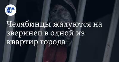 Челябинцы жалуются на зверинец в одной из квартир города - ura.news - Челябинская обл. - Магнитогорск