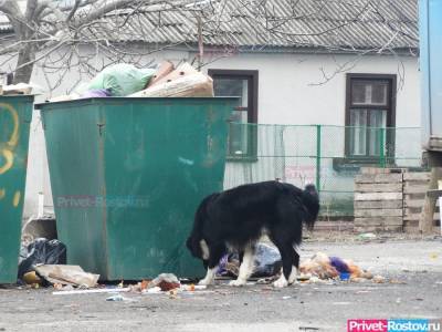 Тела убитых кошек выбросили на мусорку в Азове - privet-rostov.ru