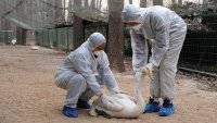 В Китае вспышка нового штамма птичьего гриппа: он вызывает высокую смертность - vlasti.net - Китай
