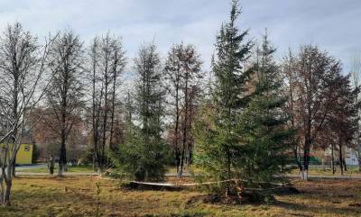 Более 100 зелёных зон появились в регионе по нацпроекту на объектах благоустройства в 2021 году - sib.fm - Новосибирская обл. - Бердск