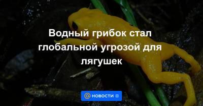 Водный грибок стал глобальной угрозой для лягушек - news.mail.ru - Бразилия