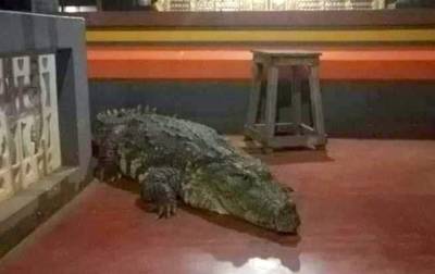 В индийском храме живет крокодил-вегетарианец - korrespondent.net - Украина - Индия