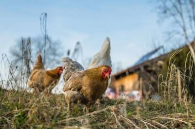В РФ цены производителей на мясо кур выросли за неделю на 0,7% - aif.ru - Россия