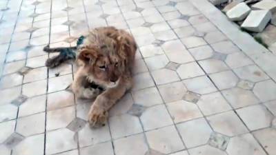 Спасенный в Челябинске лев Симба отправился в Африку - tvc.ru - Челябинск - Танзания