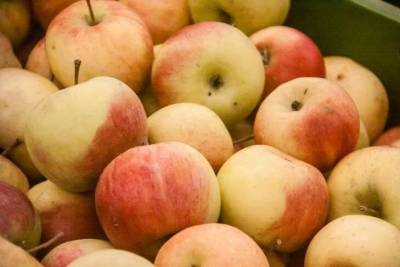 Почему не плодоносит яблоня: что делать, чтобы был урожай каждый год - skuke.net
