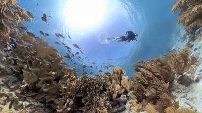 Как остановить исчезновение кораллов? - ru.euronews.com - Россия - Белоруссия - Турция - Германия - Франция - Судан - Испания