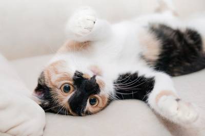Ученые объяснили одну из самых странных привычек кошек и мира - cursorinfo.co.il