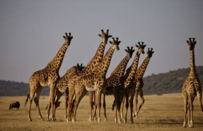 Мечтаете познакомиться с дикой природой в Танзании? Это стоит узнать до путешествия - actualnews.org - Танзания