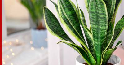 Какие растения увлажняют воздух в квартире: топ-5 комнатных цветов - profile.ru