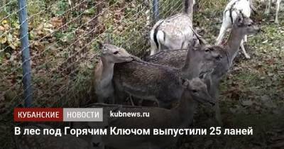 В лес под Горячим Ключом выпустили 25 ланей - kubnews.ru - Краснодарский край