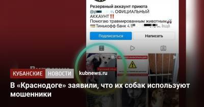 В «Краснодоге» заявили, что их собак используют мошенники - kubnews.ru - Краснодар