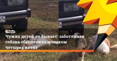 Чужих детей не бывает: заботливая собака обеспечила молоком четырех котят - ridus.ru