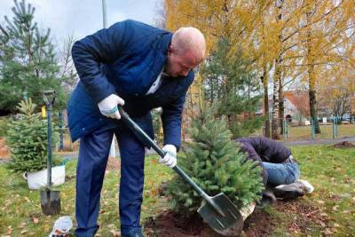 Борис Елкин - Почти 150 новых деревьев высаживают в Пскове - mk-pskov.ru - Псков