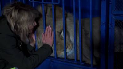 Спасённые челябинскими зоозащитниками лев и леопард отправились жить в Танзанию - russian.rt.com - Сочи - Танзания