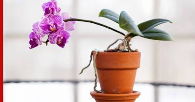Как вырастить орхидею из семян: секреты и особенности - profile.ru