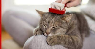 Не линяют и просты в уходе: 7 пород кошек, которые не оставляют шерсть повсюду - profile.ru