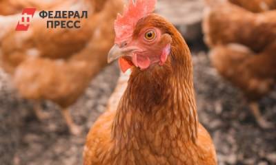 В тюменском Роспотребнадзоре предложили закупить спецустановки для сжигания кур - fedpress.ru - Россия - Тюмень - Тюменская обл.