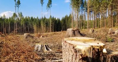 В Волынской области напали на журналистов за попытку снять сюжет о вырубке леса (видео) - focus.ua - Украина - Киев - Волынская обл.