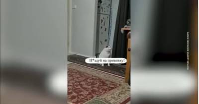 "Пи**уй на прививку": россиян призвали вакцинироваться в нецензурном видео с котом - dsnews.ua - Россия - Украина